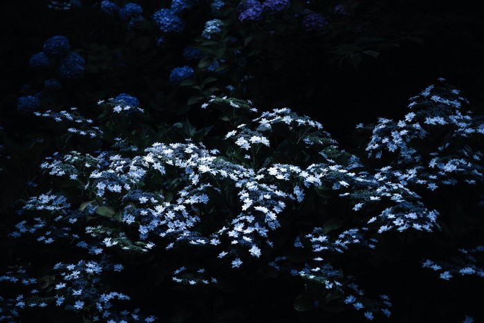 White and blue flowers in the dark
