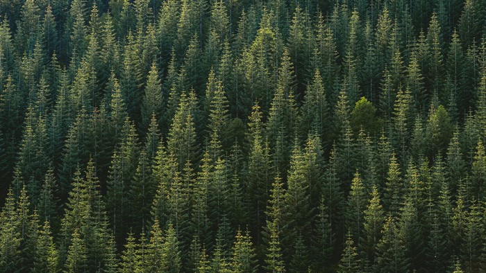 Dense forest of evergreen trees