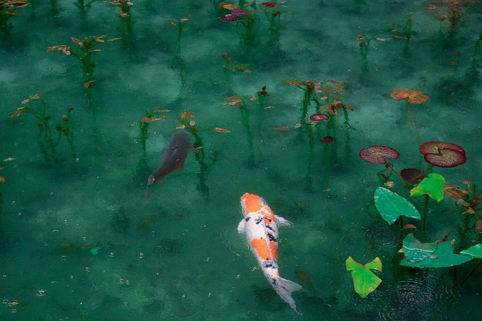 Koi fish swimming in a pond with lily pads
