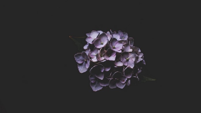 Lilac hydrangea flower on dark background