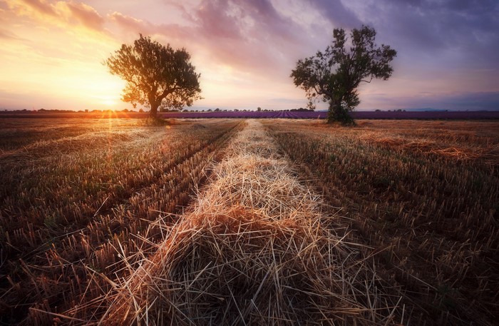 Field with trees at sunset and lavender field