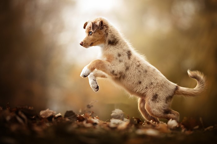A merle Australian Shepherd puppy jumping in autumn leaves