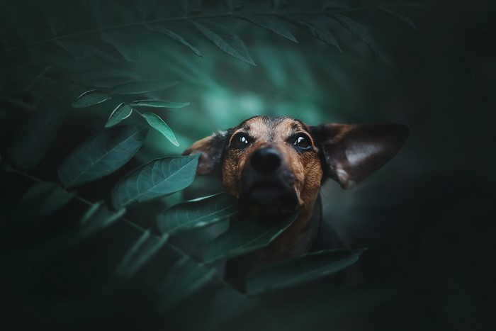 Dog peeking through dark green leaves