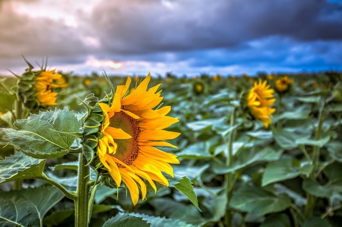 Field of sunflowers under a cloudy sky