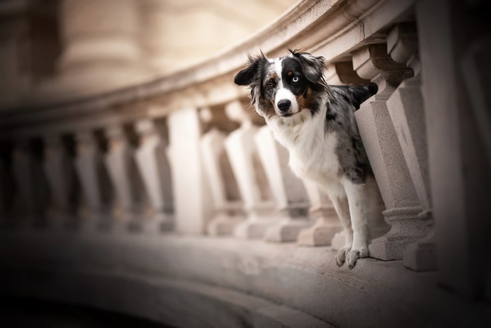 Australian Shepherd dog with blue merle coat peeking over a railing