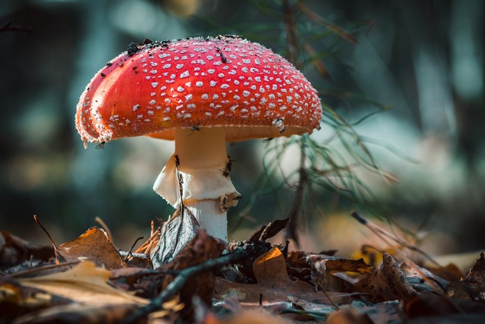 Amanita muscaria mushroom in a forest setting