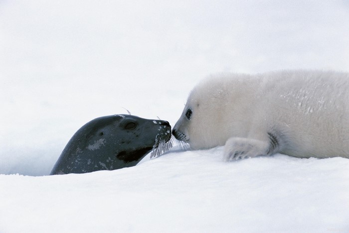 Two seals, one dark and one white, touching noses in the snow