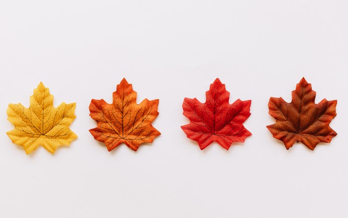 Four colorful maple leaves on a white background