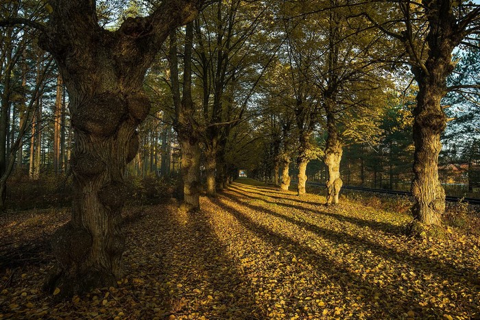 Autumn trees casting shadows on a leaf-covered path