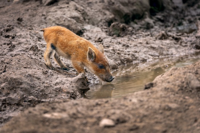 A baby wild boar drinks from a muddy puddle