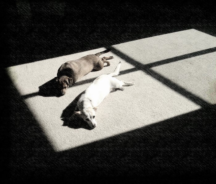 Two dogs resting in a sunbeam on a carpet