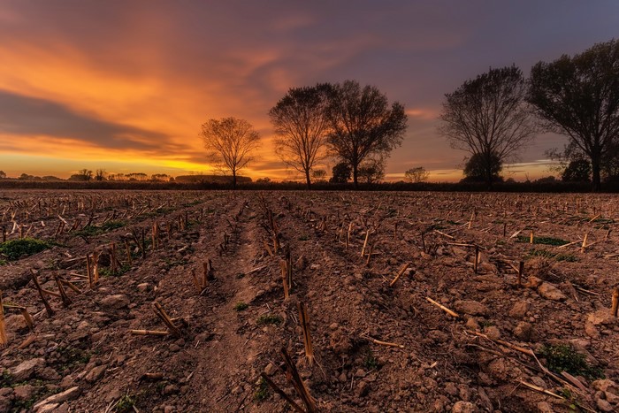 Harvested field at sunset with trees