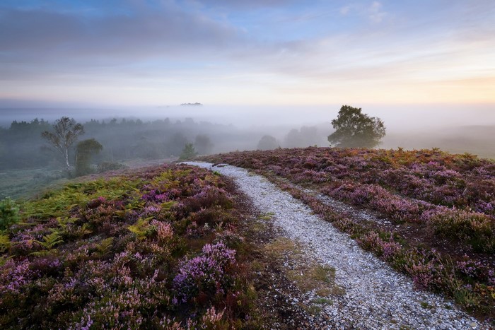 Misty landscape with heather and a gravel path