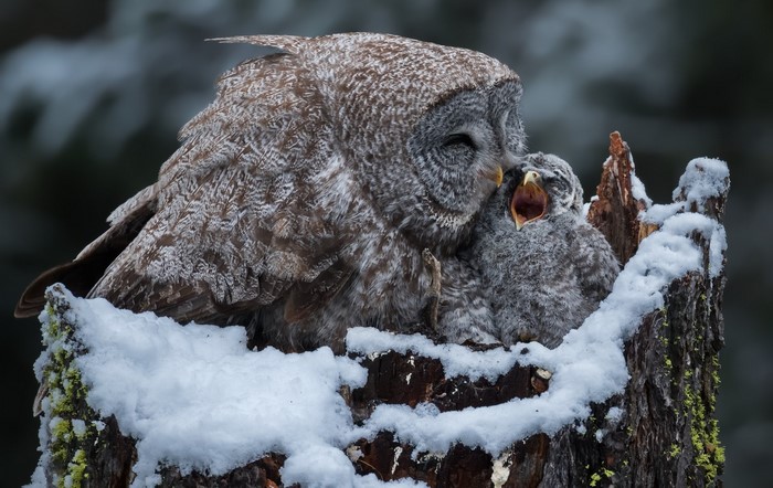 Winter Scene with Owl and Baby Bird