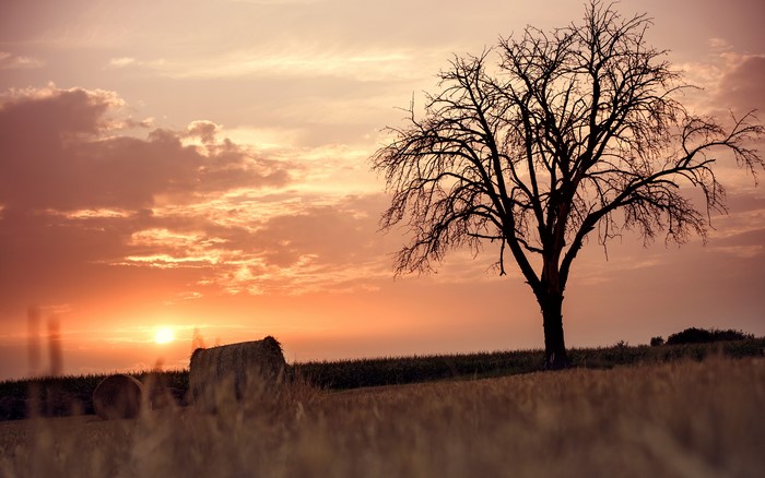 Sunset over a field with a bare tree and hay bales