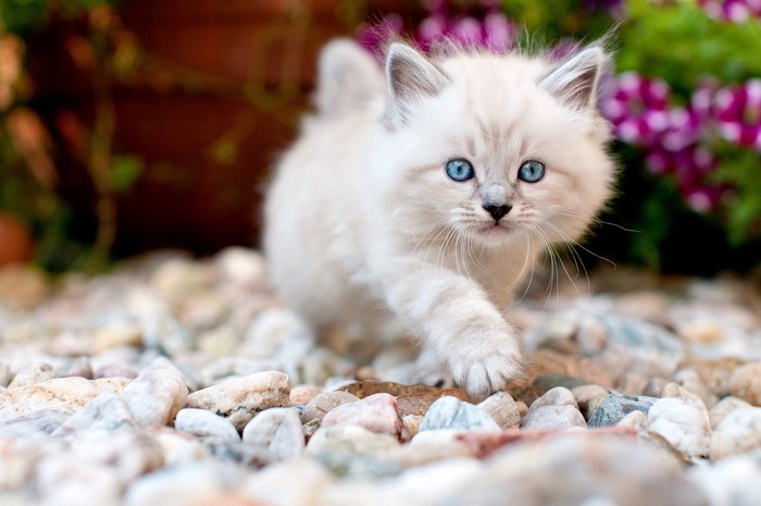 Fluffy kitten with blue eyes on pebbles
