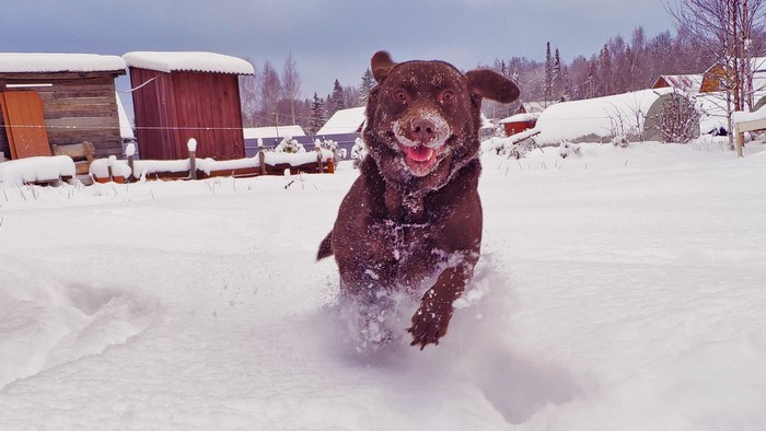 Chocolate lab running in the snow