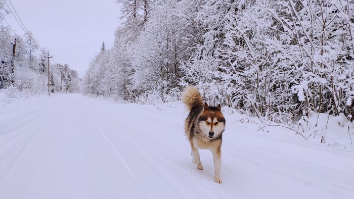 Husky dog running on a snowy road in a winter forest