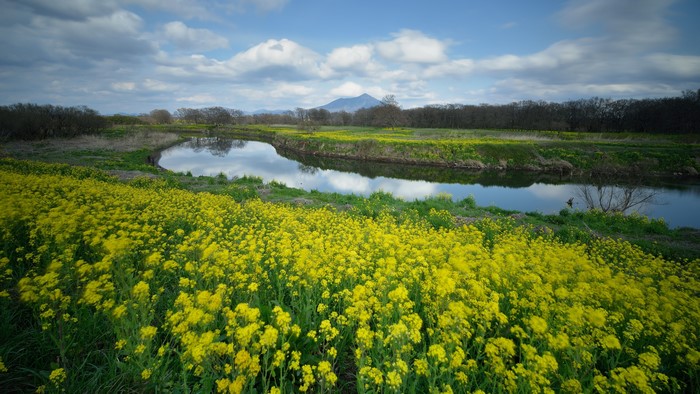 4K Yellow Flowers Landscape with River and Mountain