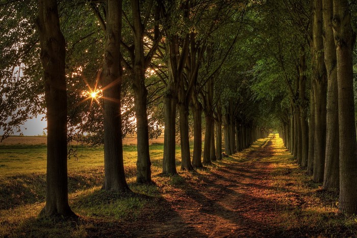 A sunlit path through a tree-lined avenue