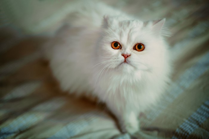 White Persian cat with orange eyes