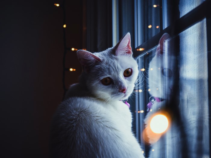 White cat by window with lights