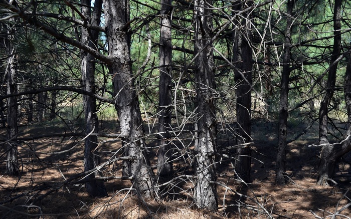 Dense forest with pine trees and dry branches
