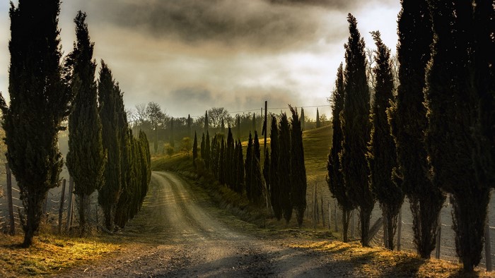 Dirt road lined with cypress trees in Tuscany