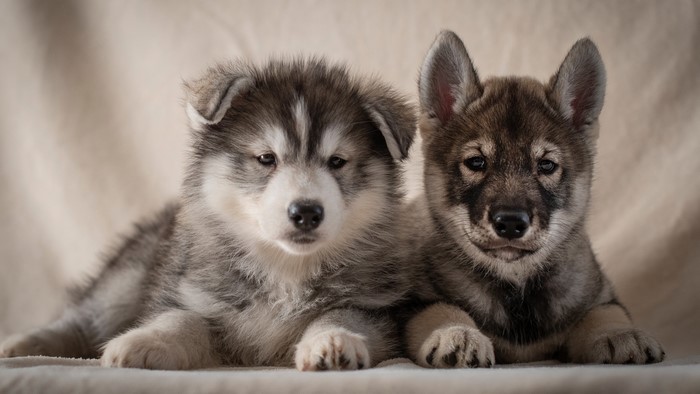 Two Siberian Husky puppies lying down