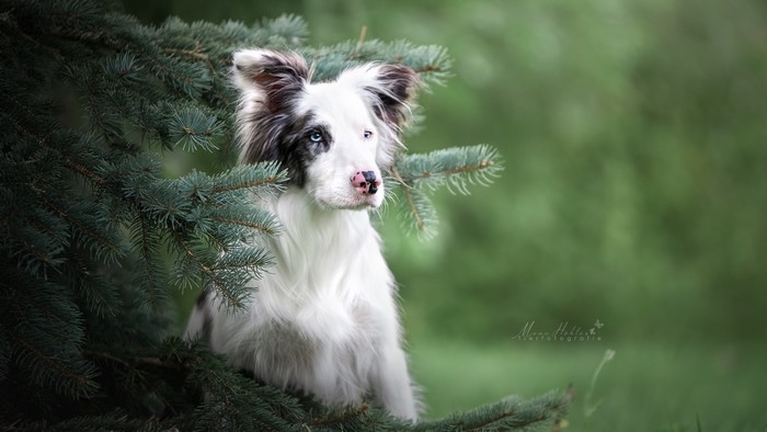 Border Collie dog sitting among pine branches
