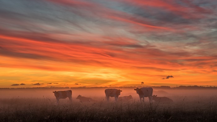 Cows in a misty field at sunset