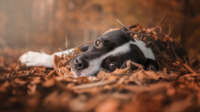 Black and white dog lying in autumn leaves
