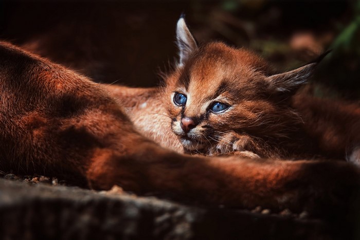 Kitten with blue eyes lying down