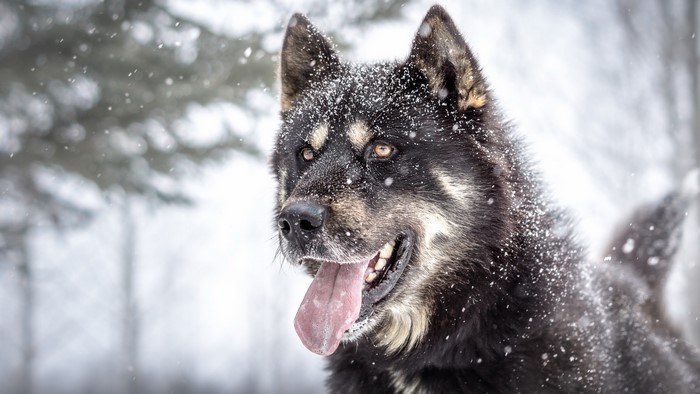 Dog with tongue out in the snow