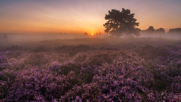 4K Foggy Lavender Field at Sunrise