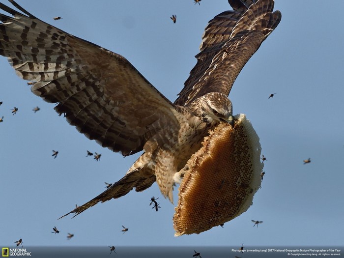 Bird of prey eating honeycomb surrounded by bees