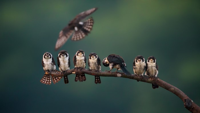 A flock of small birds perched on a branch with one flying above