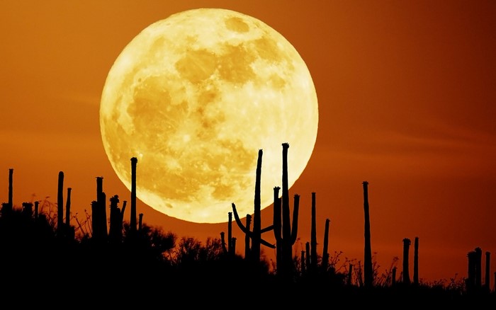 Full moon over desert cacti at sunset