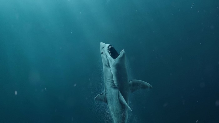 Shark breaching from the sea