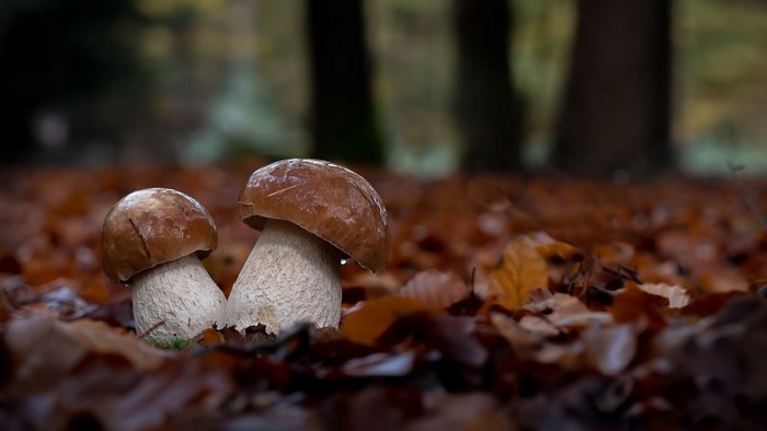 Two mushrooms on a bed of fallen leaves in a forest