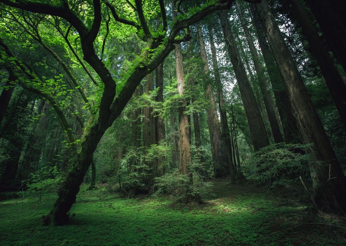 A sunlit forest floor with tall redwood trees