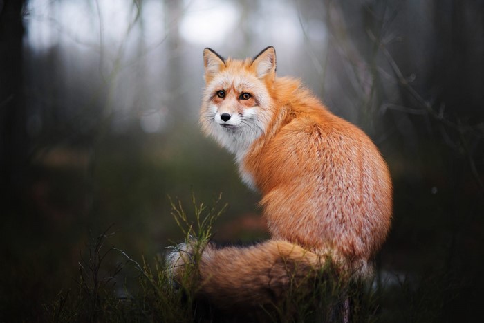 Red fox sitting in a forest with shallow depth of field