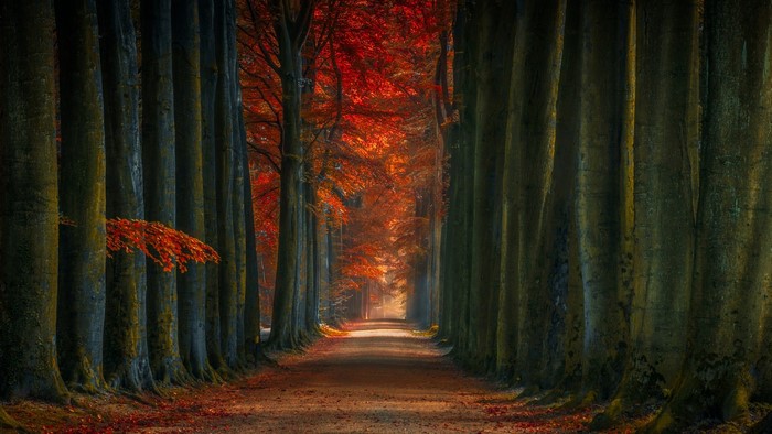 Autumn forest path with colorful trees
