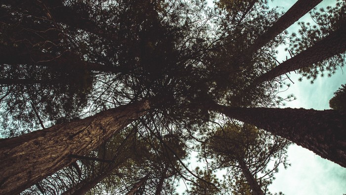 Looking up at tall pine trees against a cloudy sky