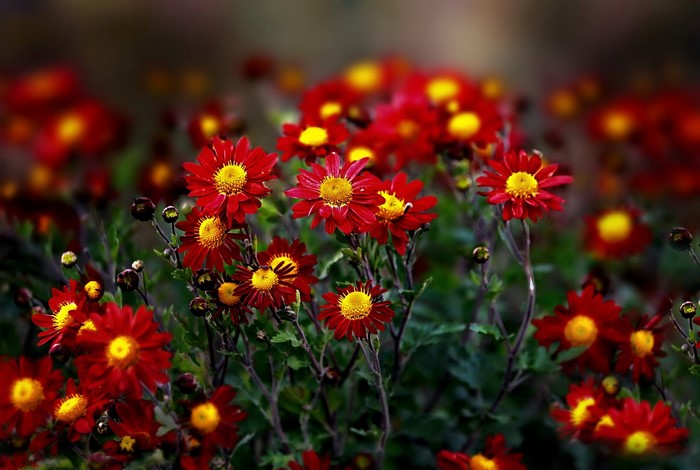 Red and yellow chrysanthemums in a garden