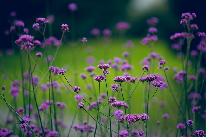 Purple flowers with depth of field