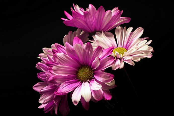 Pink and white daisies on a black background