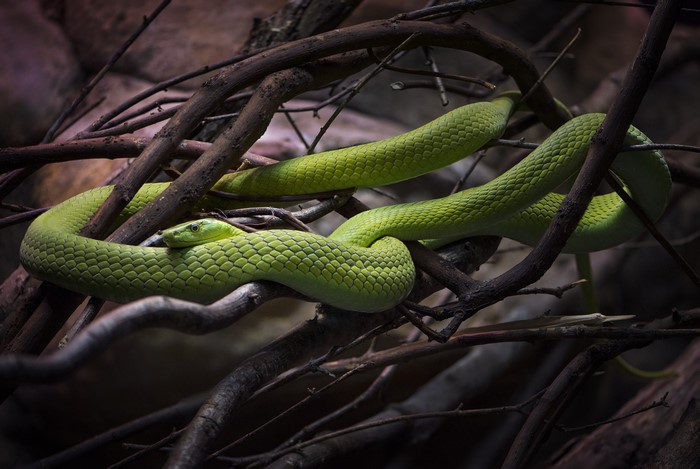 Green snake coiled on branches