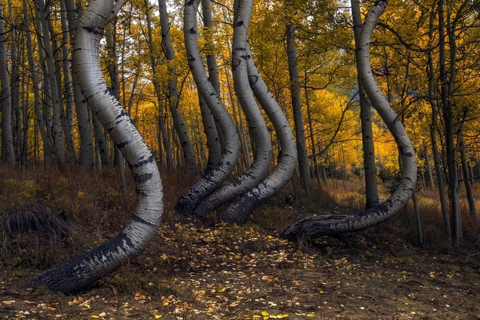 Bent Aspen trees in a forest during fall