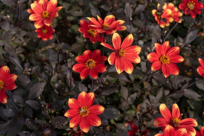 Red and yellow dahlia flowers with dark leaves